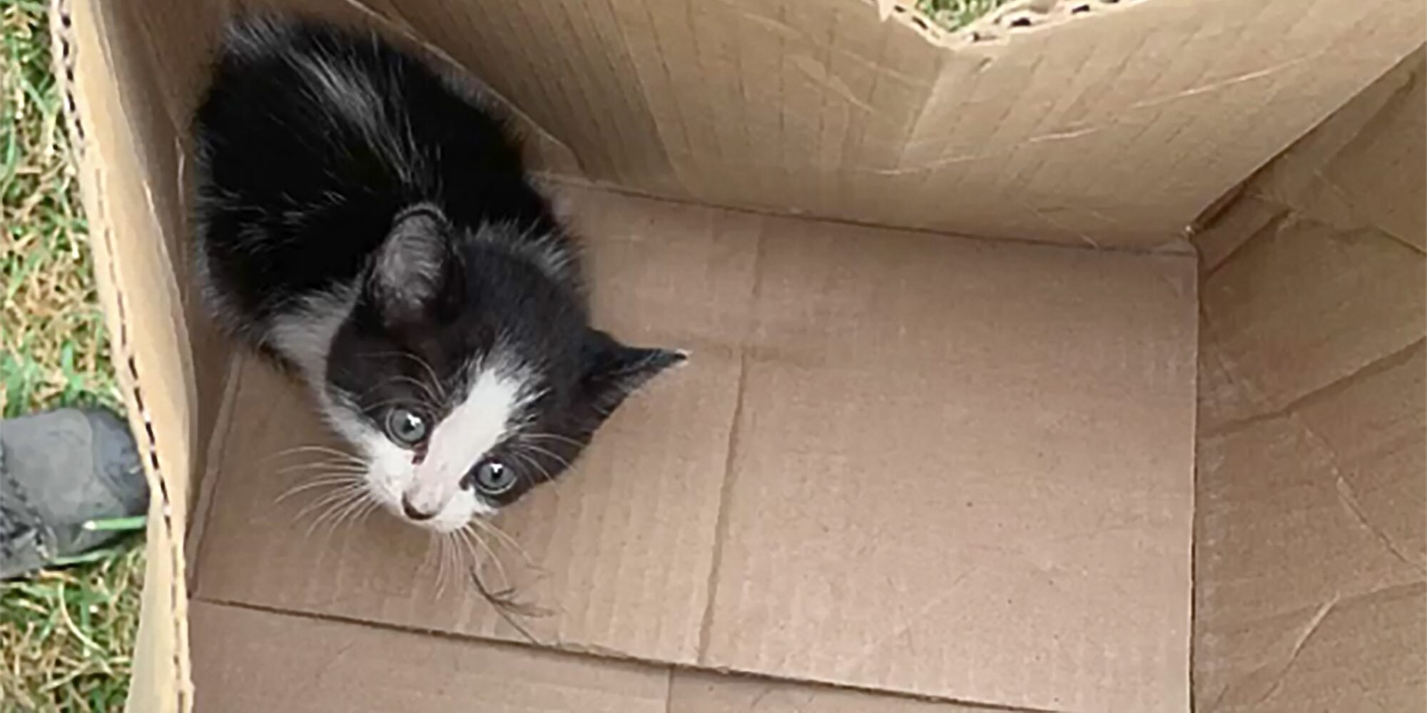 Cat after rescue