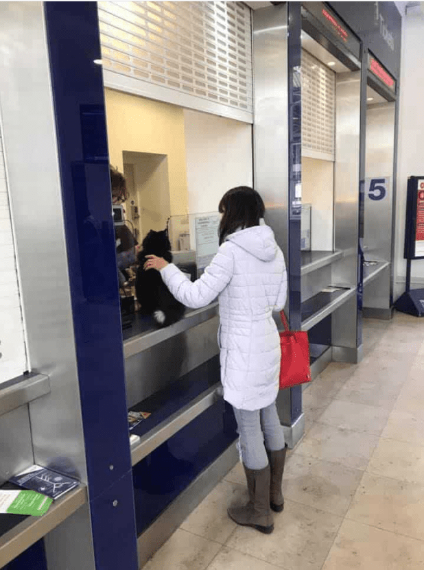 get-to-know-felix-and-bolt-the-huddersfield-station-cats