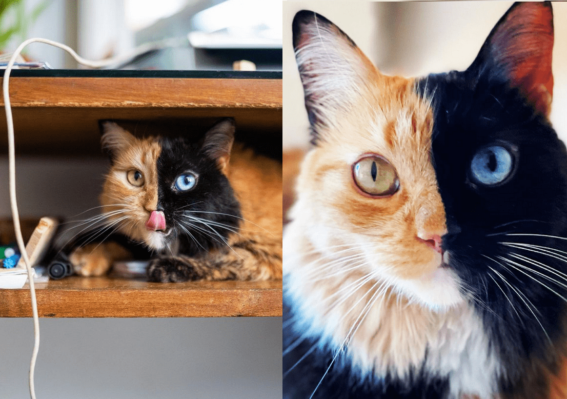 Two-Faced Cat Is A Celebrity But Does She Really Care?